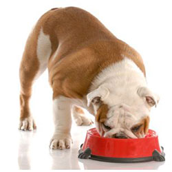 Feeding And Keeping Your Dog Healthy